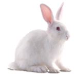 rabbit-png-40321